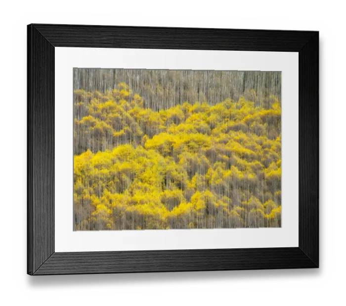 Framed Print : USA, Colorado, Maroon Bells-Snowmass Wilderness. Fall colors on Aspen trees Framed Print : USA, Colorado, Maroon Bells-Snowmass Wilderness. Fall colors on Aspen trees