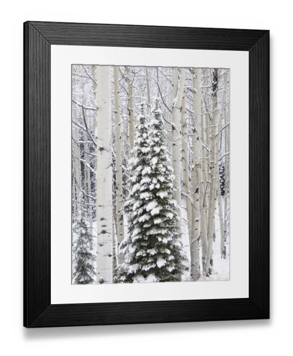 Framed Print : USA, Colorado, Keebler Pass, fresh snow on Aspens and Evergreen trees Framed Print : USA, Colorado, Keebler Pass, fresh snow on Aspens and Evergreen trees
