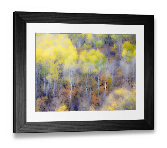 Framed Print : USA, Colorado, San Juan Mts. Yellow and orange fall aspens in Gunnison National forest