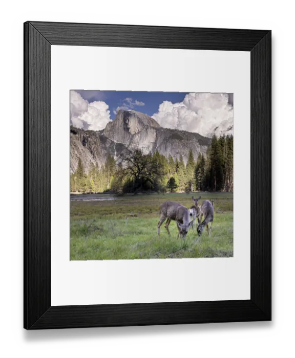 Framed Print : Deer in the Yosemite Valley. Half Dome in the background