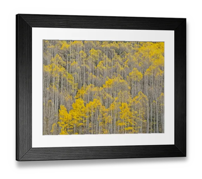Framed Print : USA, Colorado, Aspens on hillside near township of Aspen in fall colors Framed Print : USA, Colorado, Aspens on hillside near township of Aspen in fall colors