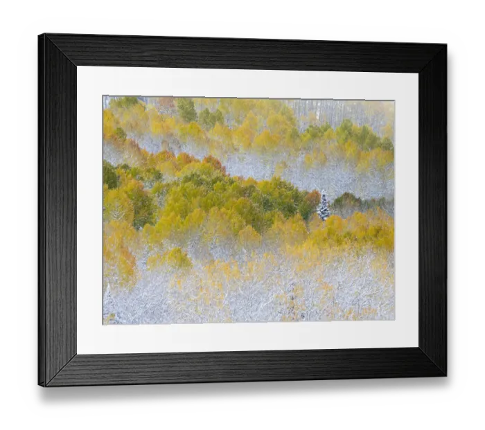 Framed Print : USA, Colorado, San Juan Mts. Fresh snow on aspens in the fall
