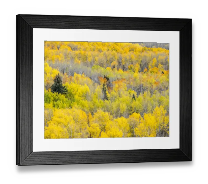 Framed Print : USA, Colorado, San Juan Mts. Yellow and orange fall aspens, Gunnison National Forest Framed Print : USA, Colorado, San Juan Mts. Yellow and orange fall aspens, Gunnison National Forest