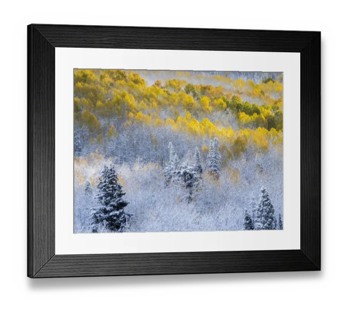 Framed Print : USA, Colorado, San Juan Mts. Fresh snow on aspens in the fall Framed Print : USA, Colorado, San Juan Mts. Fresh snow on aspens in the fall