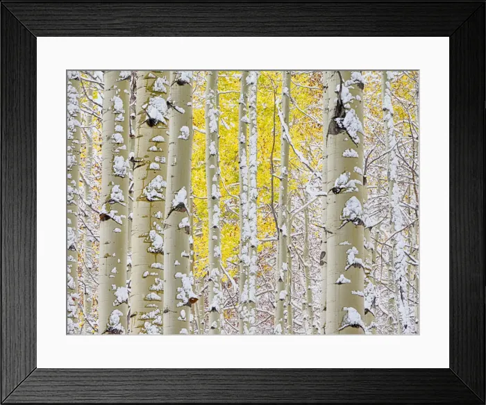 Framed Print : USA, Colorado, San Juan Mts. Fresh snow on aspens in the fall