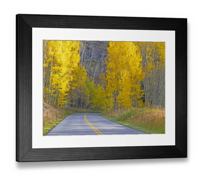 Framed Print : USA, Colorado, Aspen, curved roadway near township of Aspen in fall colors