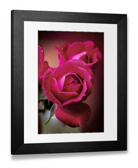 Framed Print : USA, Colorado, Fort Collins. Roses close-up. Credit as Fred Lord / Jaynes Gallery / Framed Print : USA, Colorado, Fort Collins. Roses close-up. Credit as Fred Lord / Jaynes Gallery /