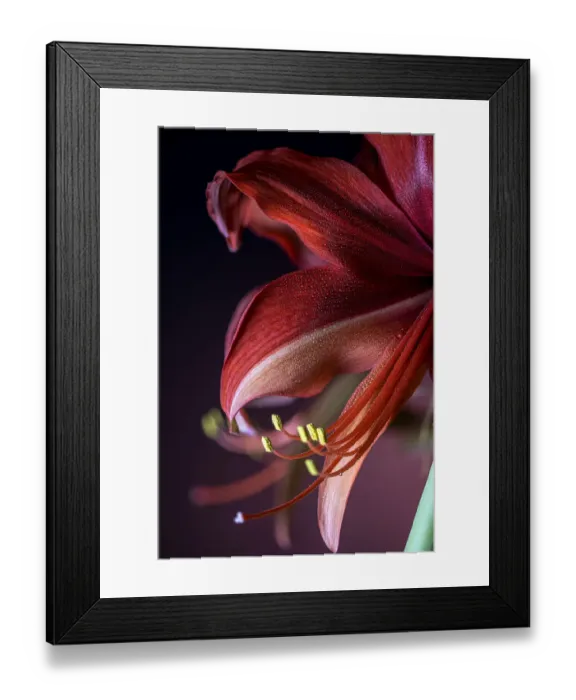 Framed Print : USA, Colorado, Fort Collins. Bogota amaryllis flower close-up Framed Print : USA, Colorado, Fort Collins. Bogota amaryllis flower close-up