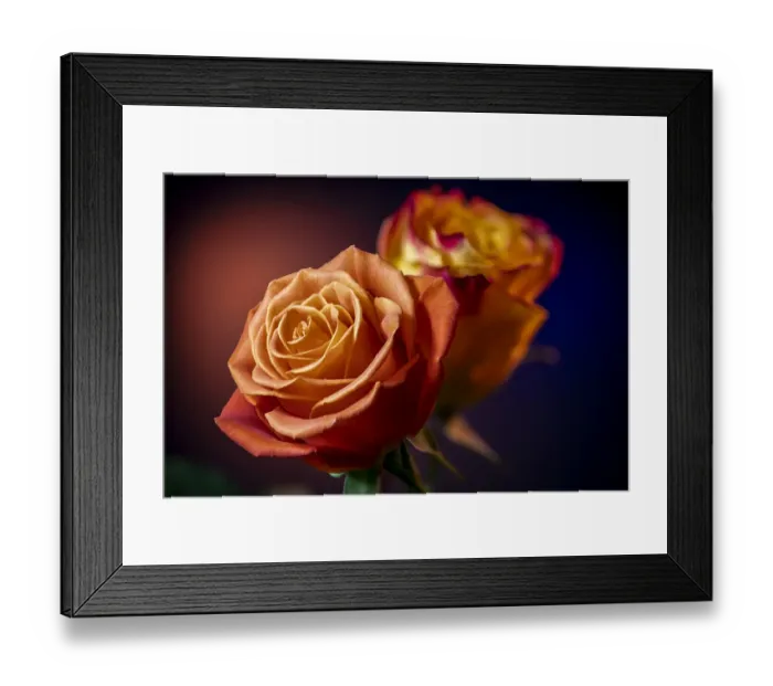 Framed Print : USA, Colorado, Fort Collins. Roses close-up. Credit as Fred Lord  /  Jaynes Gallery  / 