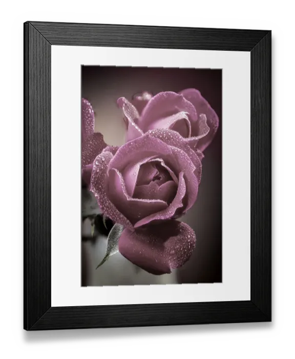 Framed Print : USA, Colorado, Fort Collins. Roses close-up. Credit as Fred Lord  /  Jaynes Gallery  / 