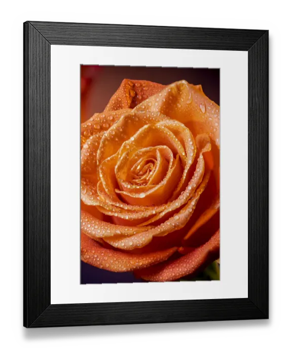 Framed Print : USA, Colorado, Fort Collins. Rose close-up. Credit as Fred Lord / Jaynes Gallery / Framed Print : USA, Colorado, Fort Collins. Rose close-up. Credit as Fred Lord / Jaynes Gallery /