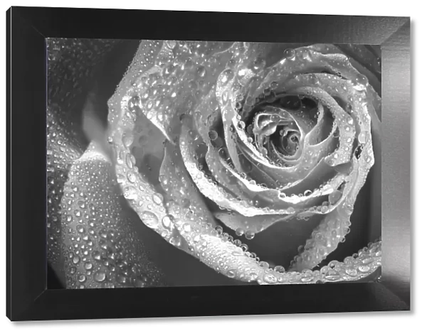 USA, Colorado, Fort Collins. Black and white of rose close-up