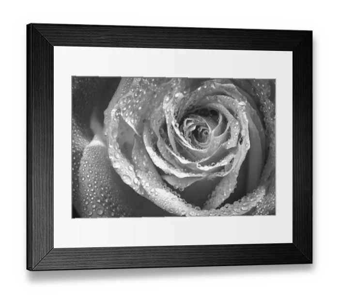 Framed Print : USA, Colorado, Fort Collins. Black and white of rose close-up