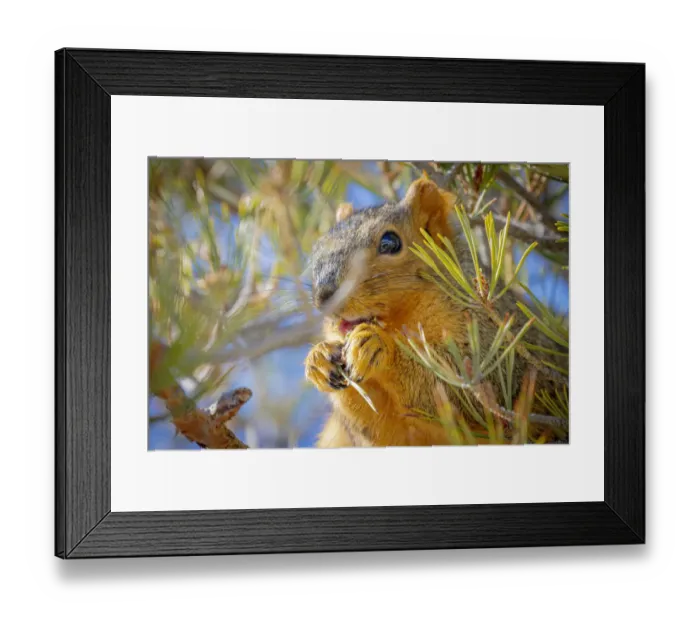 Framed Print : USA, Colorado, Fort Collins. Fox squirrel eating pine cone