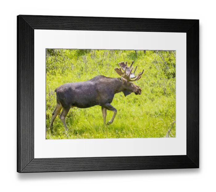 Framed Print : USA, Colorado, Cameron Pass. Bull moose in meadow. Credit as Fred Lord  /  Jaynes Gallery  / 
