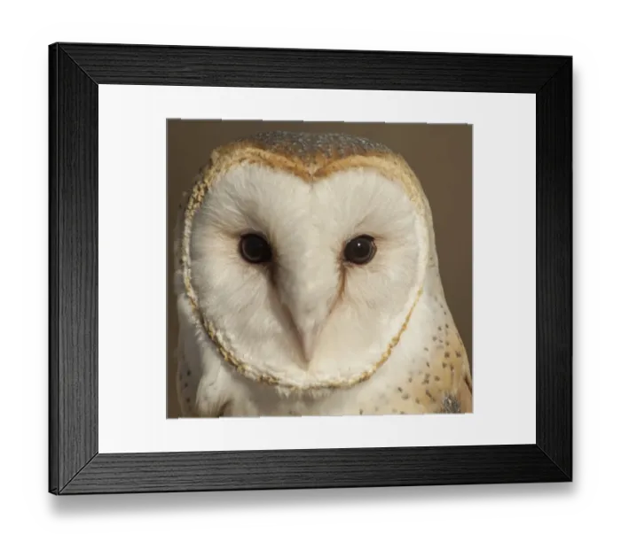 Framed Print : USA, Owl, Barn Owl