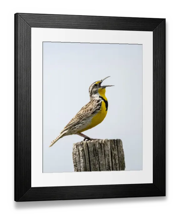 Framed Print : USA, Meadowlark, bird Framed Print : USA, Meadowlark, bird