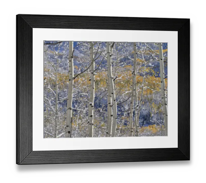 Framed Print : USA, Colorado, San Juan Mts. Fresh snow on aspens in the fall Framed Print : USA, Colorado, San Juan Mts. Fresh snow on aspens in the fall