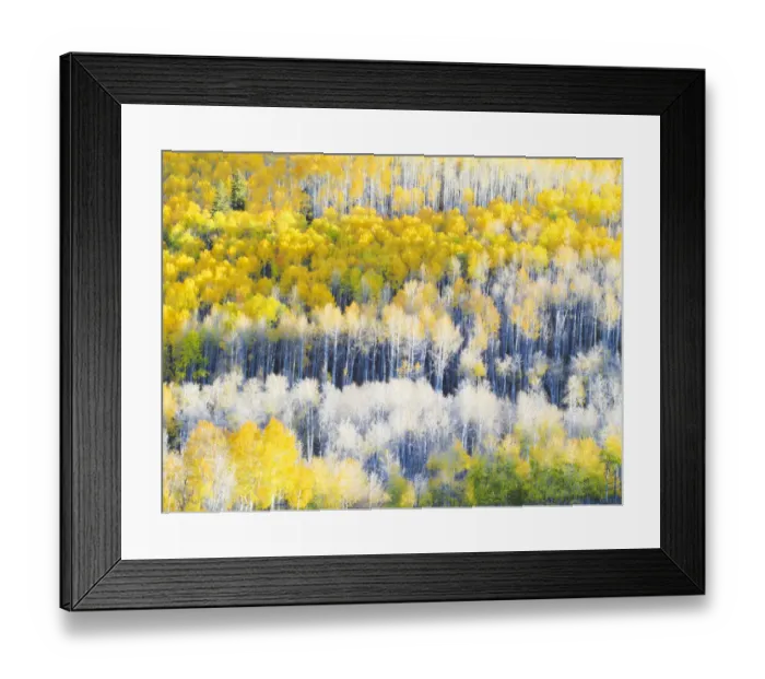 Framed Print : USA, Colorado, Maroon Bells-Snowmass Wilderness. Fall colors on Aspen trees Framed Print : USA, Colorado, Maroon Bells-Snowmass Wilderness. Fall colors on Aspen trees