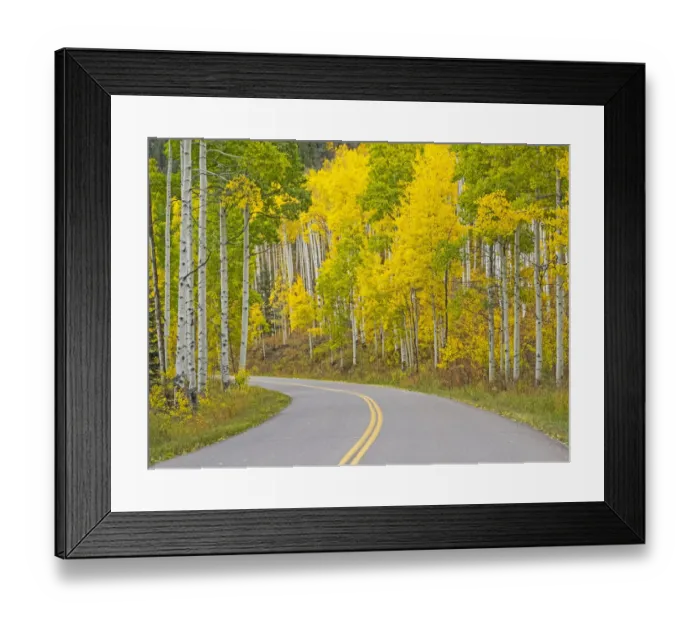 Framed Print : USA, Colorado, Aspen, curved roadway near township of Aspen in fall colors Framed Print : USA, Colorado, Aspen, curved roadway near township of Aspen in fall colors