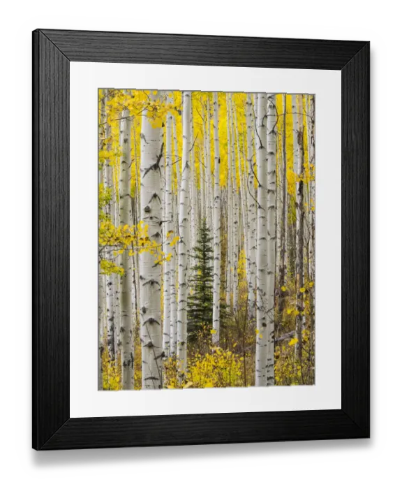 Framed Print : USA, Colorado, Keebler Pass Autumn colors in grove of Aspens with lone evergreen