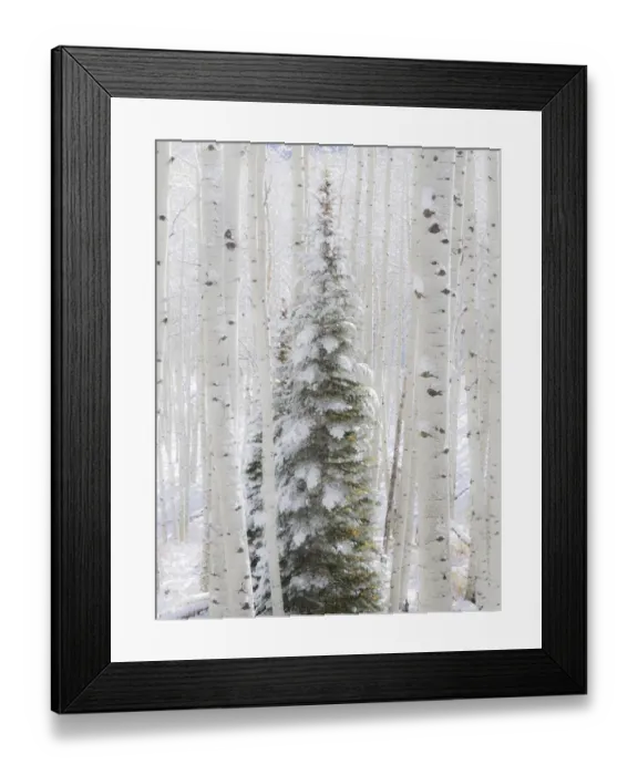 Framed Print : USA, Colorado, Keebler Pass, fresh snow on Aspens and Evergreen trees Framed Print : USA, Colorado, Keebler Pass, fresh snow on Aspens and Evergreen trees