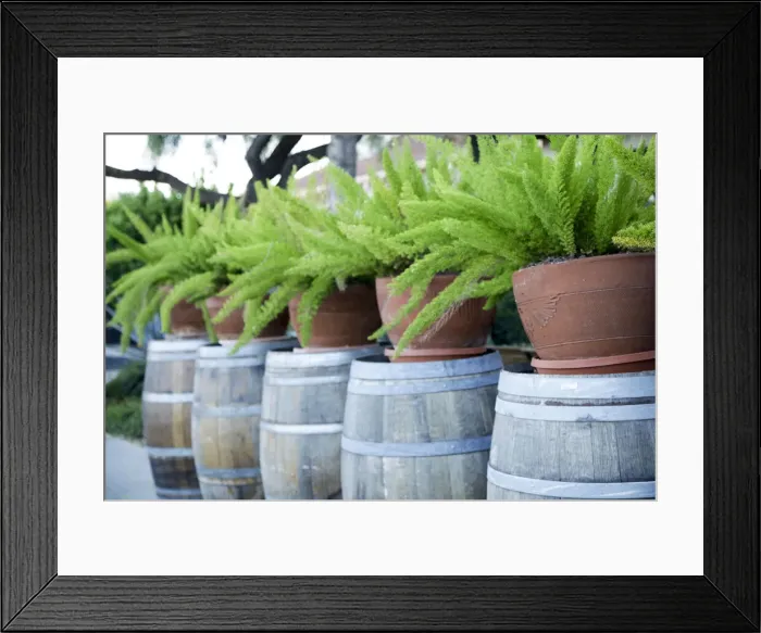 Framed Print : Tucson, Arizona. Ferns in pots on barrels Framed Print : Tucson, Arizona. Ferns in pots on barrels