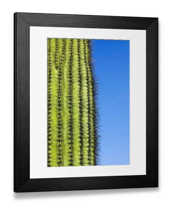 Framed Print : Desert cactus, Carefree, Arizona Framed Print : Desert cactus, Carefree, Arizona