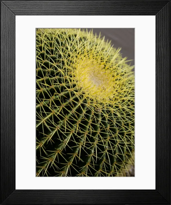 Framed Print : Desert cactus, Carefree, Arizona Framed Print : Desert cactus, Carefree, Arizona