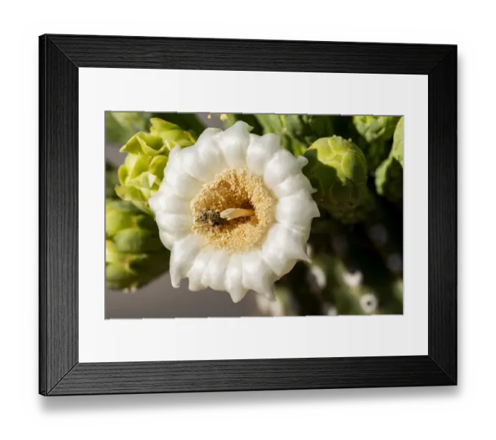Framed Print : USA, Arizona, Tucson, Saguaro National Park Framed Print : USA, Arizona, Tucson, Saguaro National Park