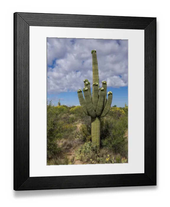 Framed Print : USA, Arizona, Tucson, Saguaro National Park Framed Print : USA, Arizona, Tucson, Saguaro National Park