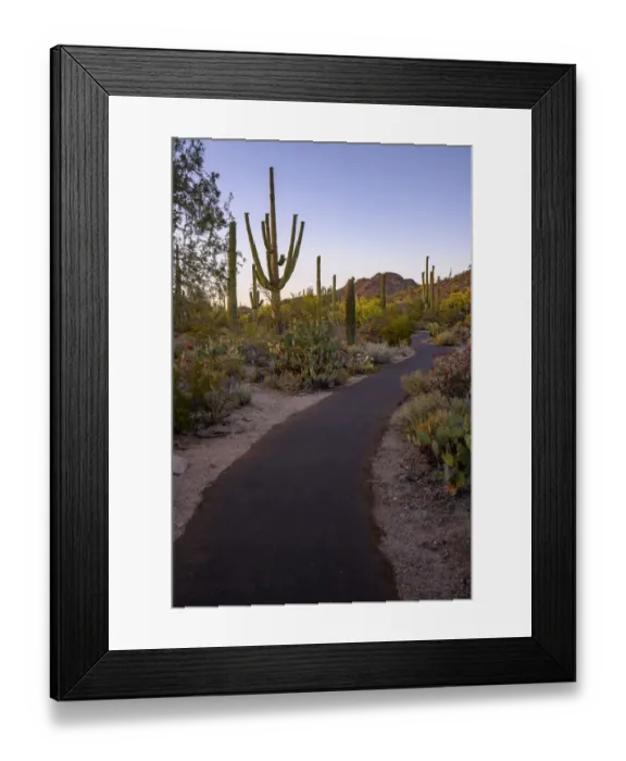 Framed Print : USA, Arizona, Tucson, Saguaro National Park Framed Print : USA, Arizona, Tucson, Saguaro National Park