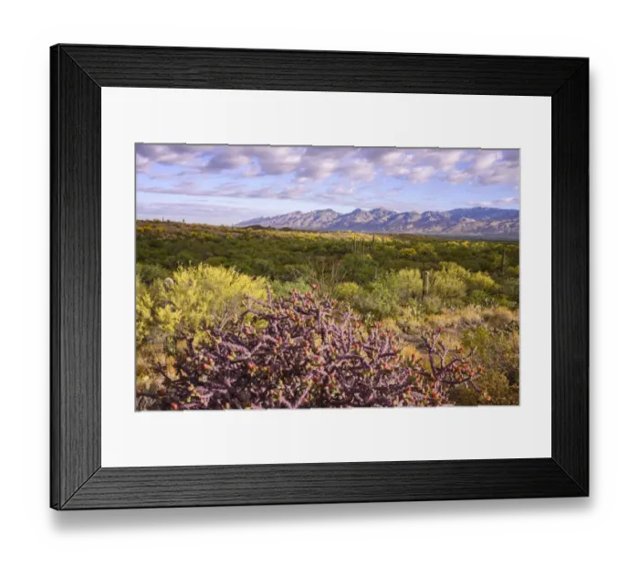 Framed Print : USA, Arizona, Tucson, Saguaro National Park