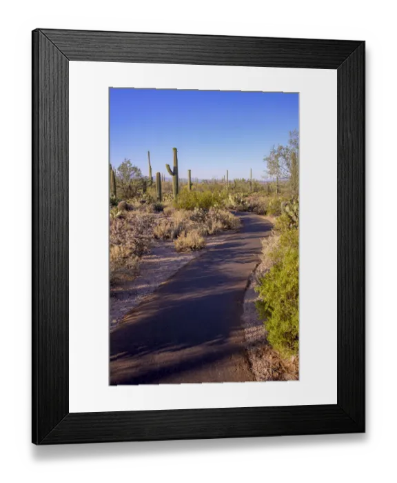 Framed Print : USA, Arizona, Tucson, Saguaro National Park