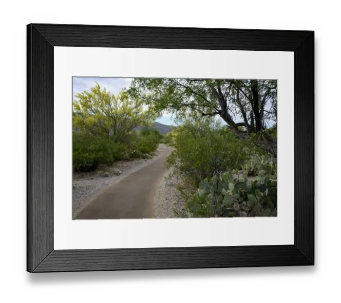 Framed Print : USA, Arizona, Tucson, Saguaro National Park