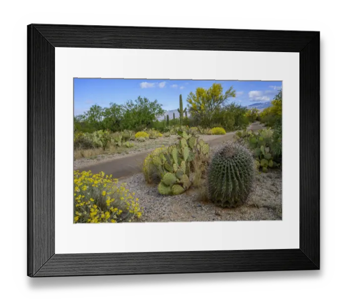 Framed Print : USA, Arizona, Tucson, Saguaro National Park Framed Print : USA, Arizona, Tucson, Saguaro National Park