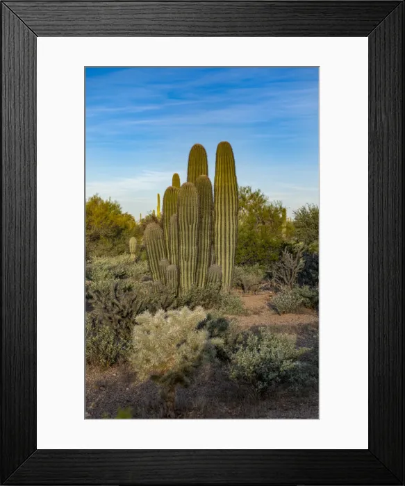 Framed Print : Usa, Arizona, Tucson Mountain Park Framed Print : Usa, Arizona, Tucson Mountain Park
