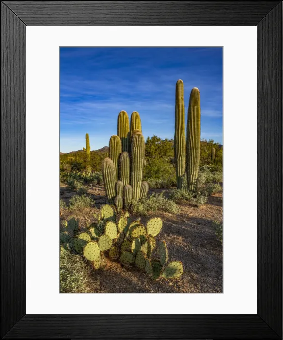 Framed Print : Usa, Arizona, Tucson Mountain Park Framed Print : Usa, Arizona, Tucson Mountain Park
