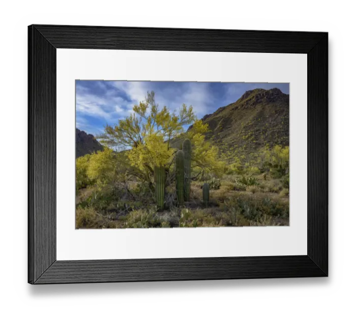 Framed Print : Usa, Arizona, Tucson Mountain Park Framed Print : Usa, Arizona, Tucson Mountain Park