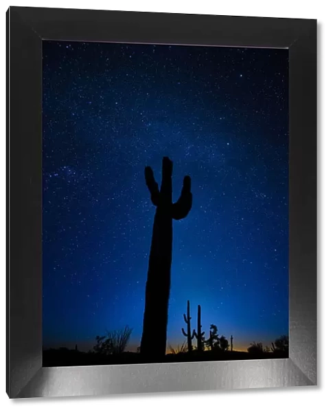 A giant saguaro cactus silhouettes in the clear Arizona evening