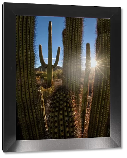 A saguaro cactus creates a window to the desert in Organ Pipe Cactus National Monument
