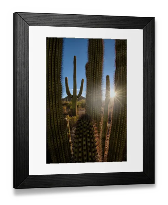 Framed Print : A saguaro cactus creates a window to the desert in Organ Pipe Cactus National Monument Framed Print : A saguaro cactus creates a window to the desert in Organ Pipe Cactus National Monument