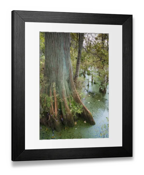 Framed Print : Bold Cypress Swamp, Twin Swamps Nature Preserve, Indiana, Midwest, USA Framed Print : Bold Cypress Swamp, Twin Swamps Nature Preserve, Indiana, Midwest, USA
