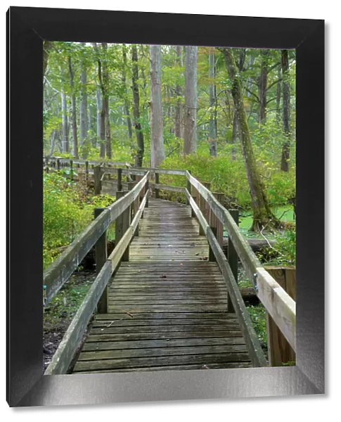 Wooden Boardwalk Trail, Twin Swamps Nature Preserve, Indiana, Midwest, USA