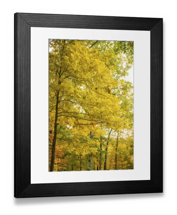 Framed Print : Backlit Autumn Yellow Foliage in Clifty Creek Park, Southern Indiana