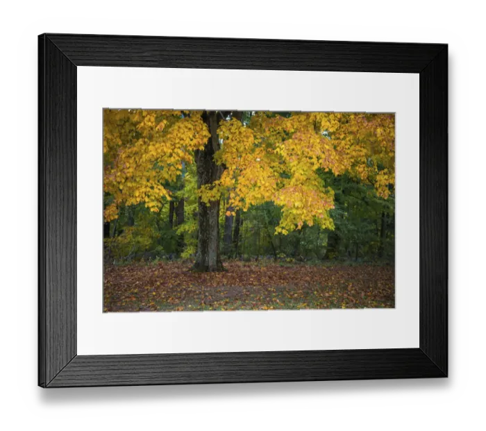 Framed Print : Autumn Yellow Foliage of Sugar Maple in Clifty Creek Park, Southern Indiana
