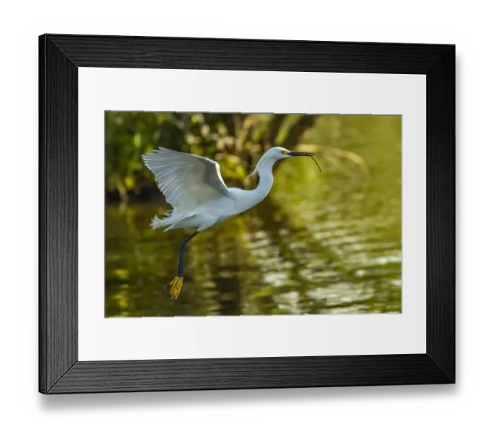 Framed Print : USA, Louisiana, Jefferson Island. Flying snowy egret brings stick to build nest Framed Print : USA, Louisiana, Jefferson Island. Flying snowy egret brings stick to build nest