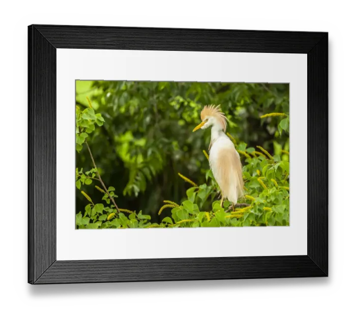 Framed Print : USA, Louisiana, Jefferson Island. Cattle egret in breeding plumage