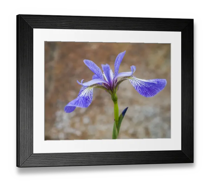 Framed Print : USA, Maine. Wild Iris, Schoodic Point, Schoodic Peninsula, Acadia National Park