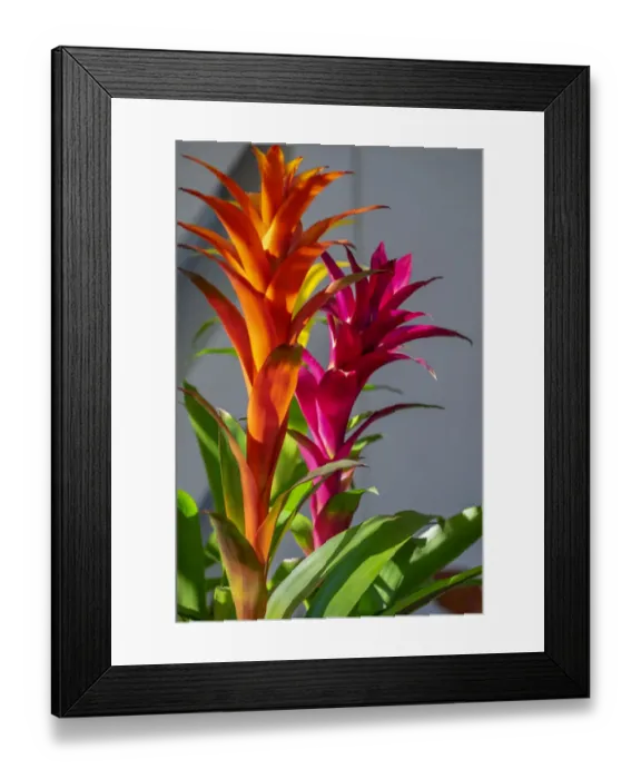 Framed Print : Bromeliad Framed Print : Bromeliad